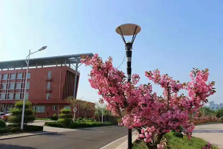 即墨实验高中:院内的鲜花盛开,美极了.