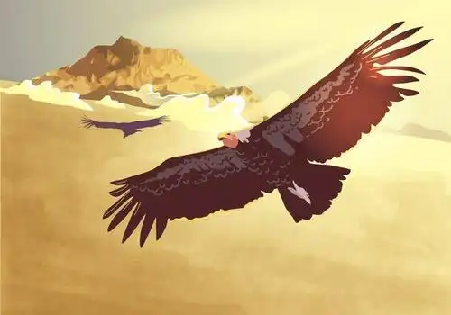 神鹰飞行传染媒介