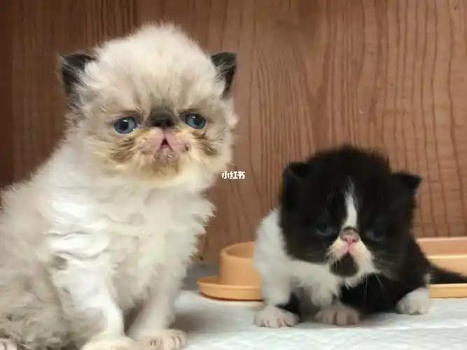 总有人问我猫咪是不是布偶串出来的,真是要解释无数遍,父母都是加菲哈