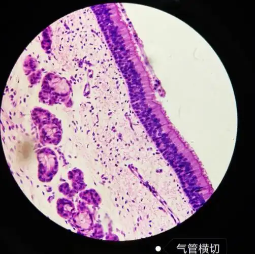 动物及人体解剖实验四大组织