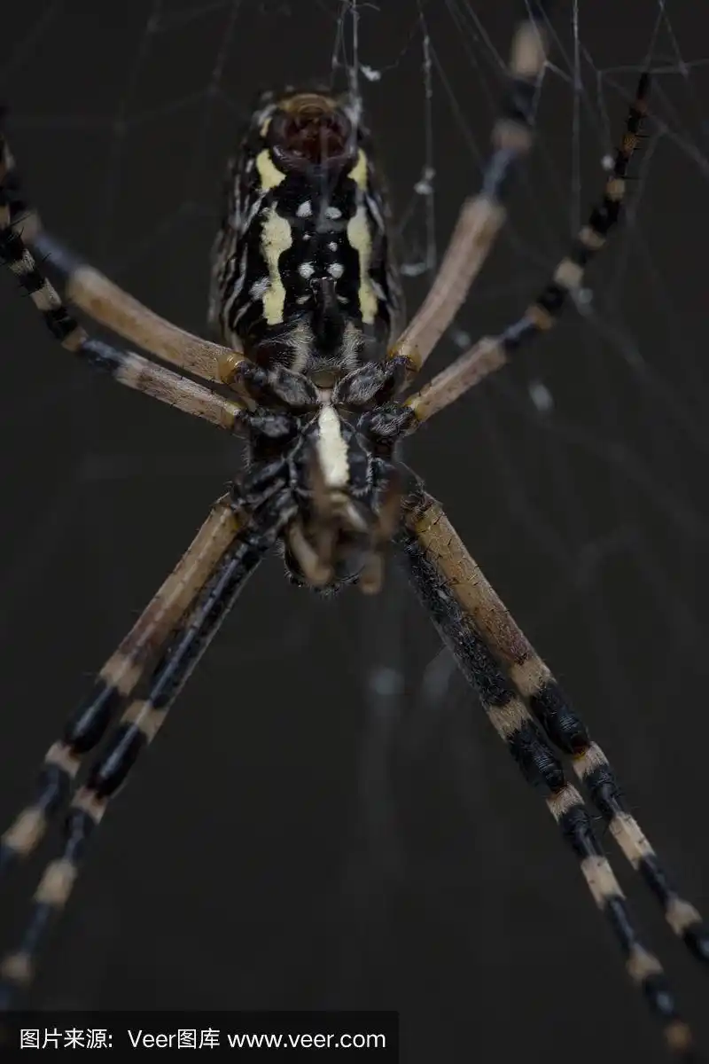 大特写,黑色,黄色,蜘蛛,蜘蛛恐惧症