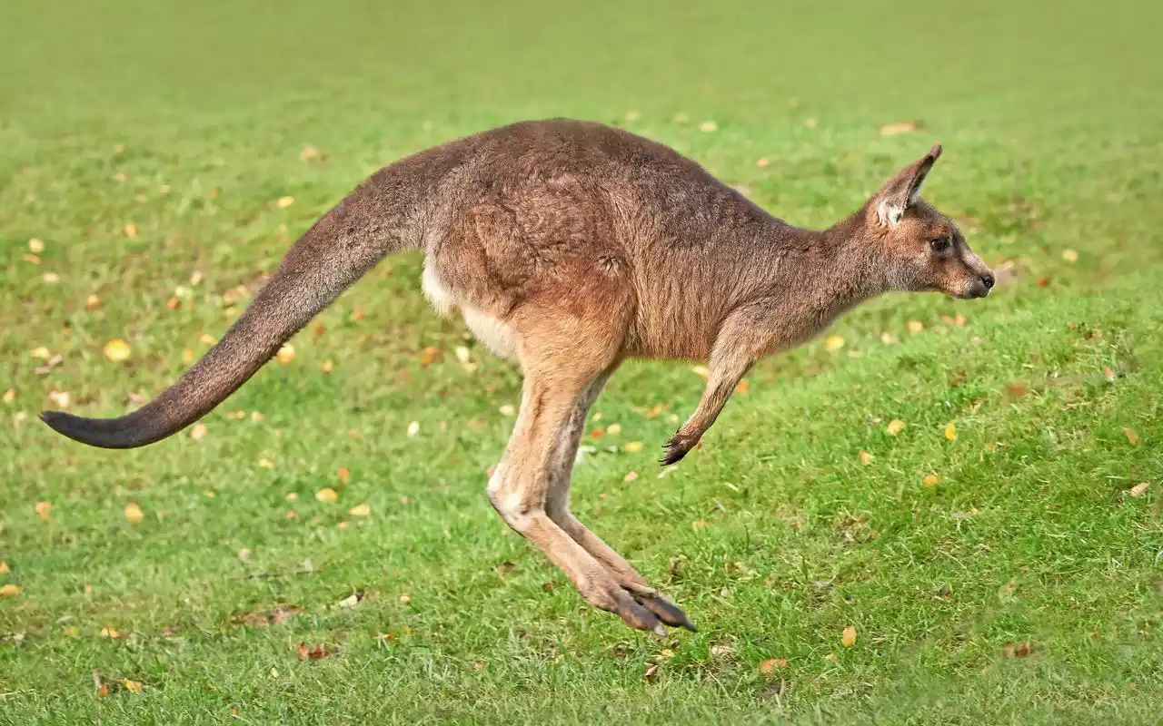 袋鼠不会行走,只会跳跃,或在前脚和后脚的帮助下奔跳前行.