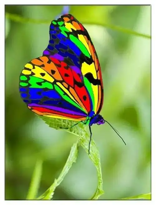 十大最美的蝴蝶图片(世界上第一漂亮的蝴蝶)