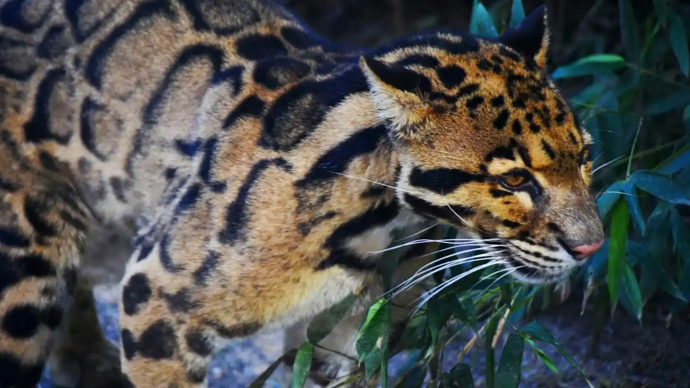 它们的牙齿也与众不同,犬齿的长度比例在猫科动物中排名第一.