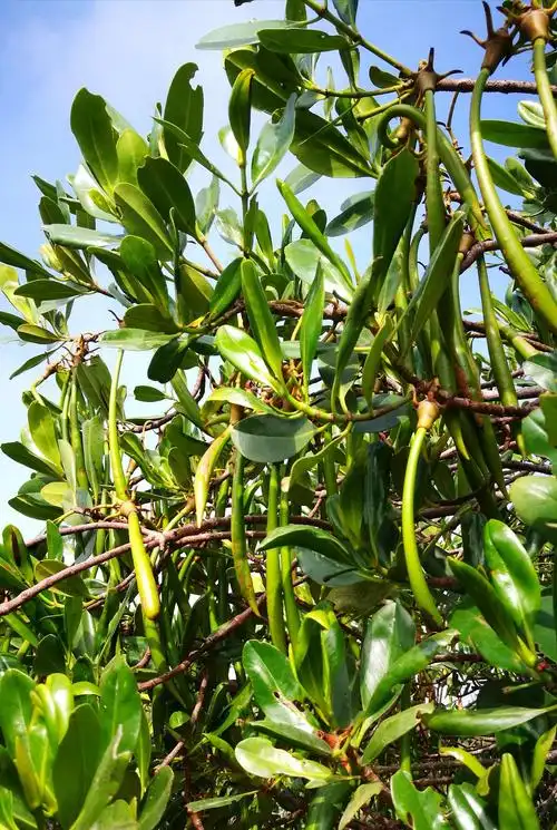 这个是红树科的秋茄树.