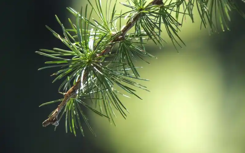 云杉树枝图片
