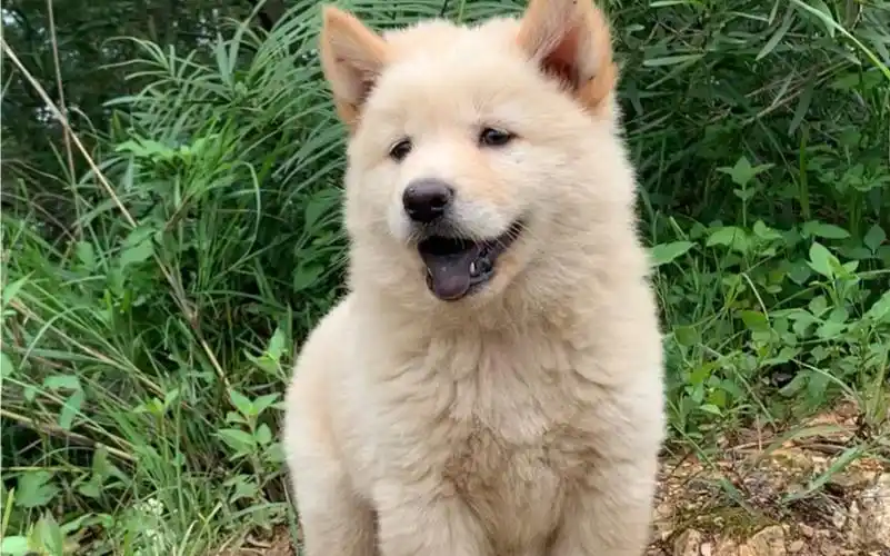 土松 黑舌头的土松精 今天又出窝一只调皮的土松