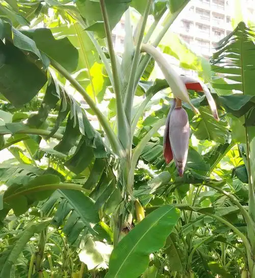 山海湾楼后的大香蕉林