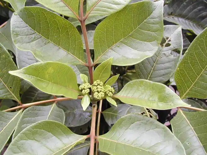 吴茱萸(附图片)