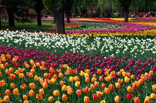 北京植物园 郁金香