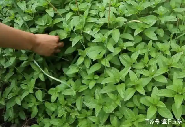 这种个性十足的野菜俗称十香菜河南人最爱用来烙饼和凉拌