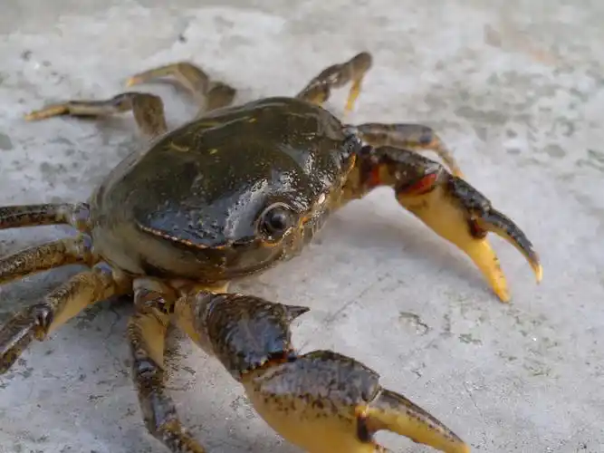 如何清洗螃蟹呢?小技巧喔