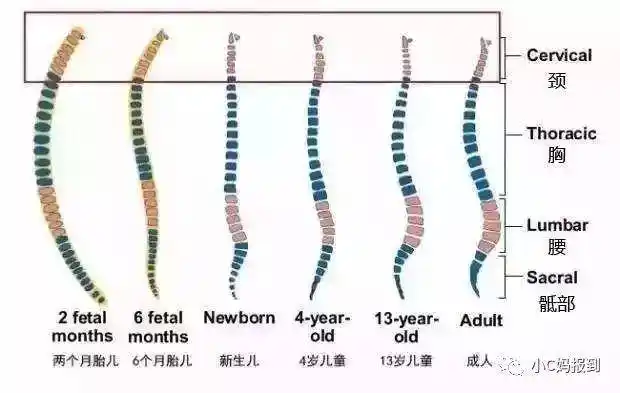 宝宝什么时候该用枕头?定型枕有没有用?头型该怎么睡?