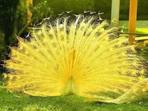 惊艳!来司徒小镇的栖嬉园,近距离看千只孔雀开屏