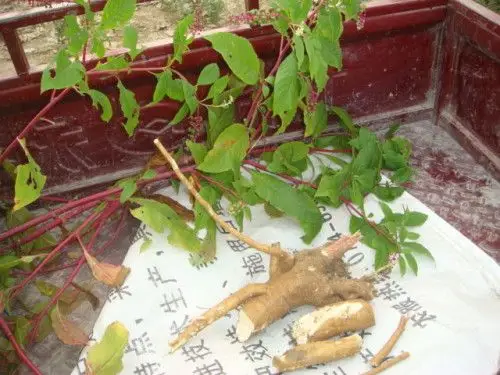 野红参树长什么样我想看看