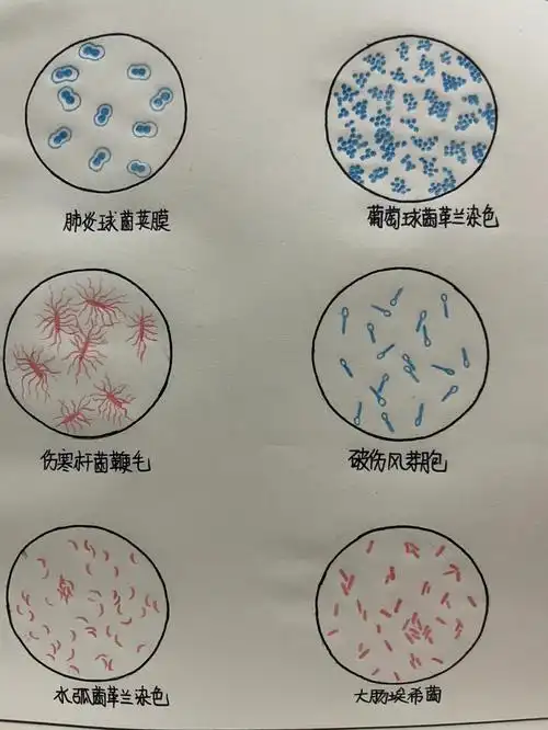 微生物红蓝铅笔手绘图