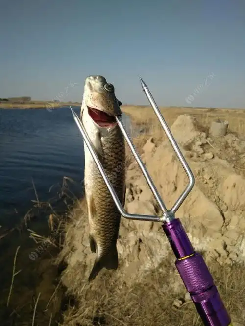 哈哈,鱼叉己买好多年,今天第一次用,算是开叉了