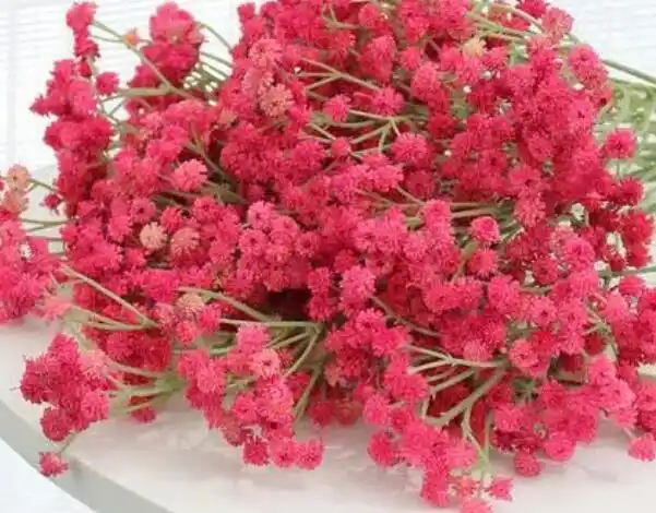 红色满天星花语