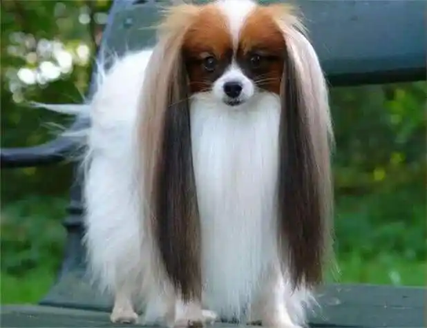 蝴蝶犬需要剪毛,但为它剪毛之前应该先了解修毛的方法和具体步骤.