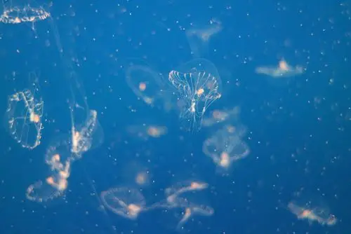 海底精灵水母展-南京海底世界梦幻水母线上展-南京海底世界官方网站