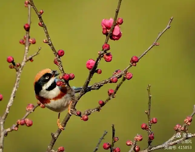 梅花树上觅食的红头长尾山雀