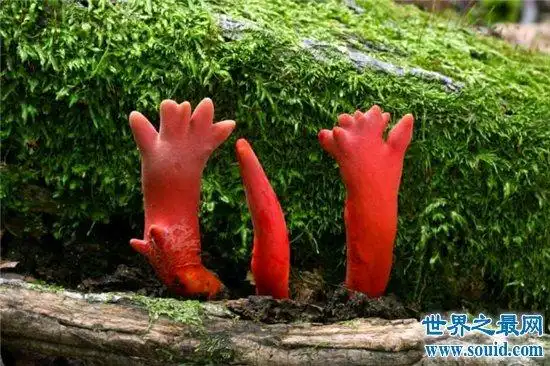 全球十大最致命的蘑菇,见到千万要远离!