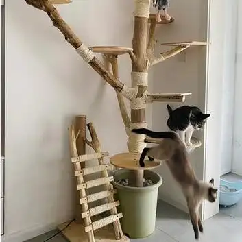 种一颗猫树～自制树枝猫爬架 猫92主子很喜欢