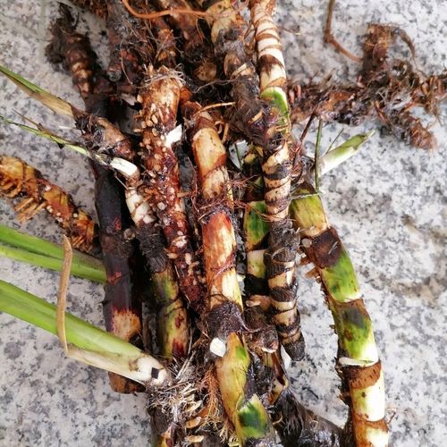 臭蒲根新鲜水菖蒲根白蒲根剪须下单后采500克野生中草药材