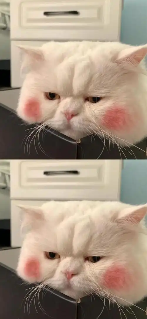 超级好看的腮红猫球球子壁纸!