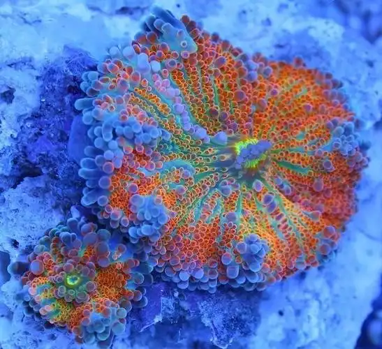 p5侧面照 - 第2页 - 软珊瑚礁岩生态缸(lps reef tank) - cmf海水