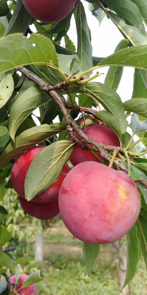 讷河3cm李子树苗基地