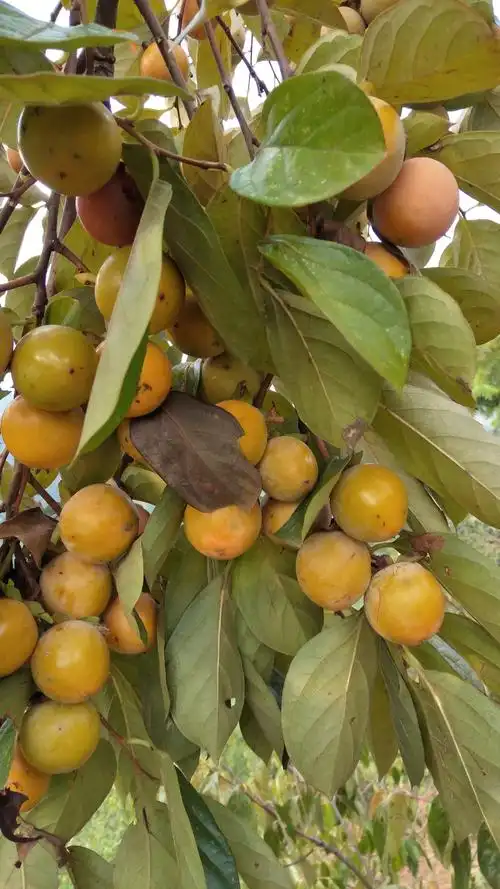 野柿子比自己种的要好吃,因为没有打农