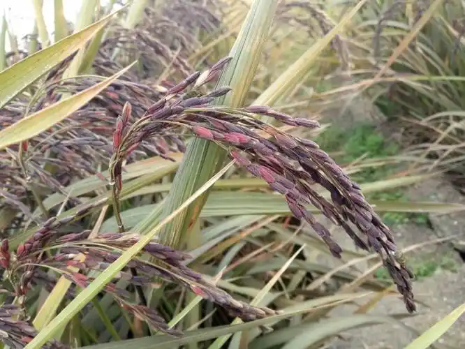 彩色稻,紫米稻景观1号也成熟了!
