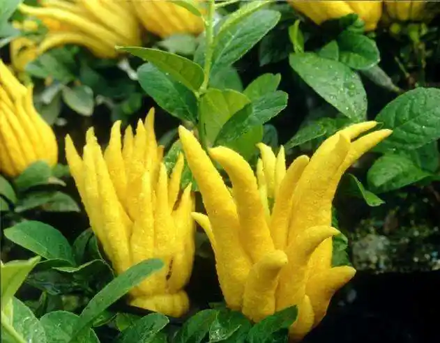 来看看佛手的几类吃法