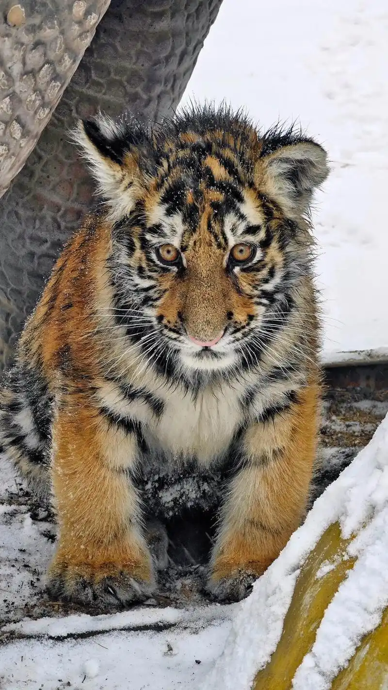 来动物园rua小老虎沾福气了!奶凶好可爱.来劳动公园动物园r - 抖音