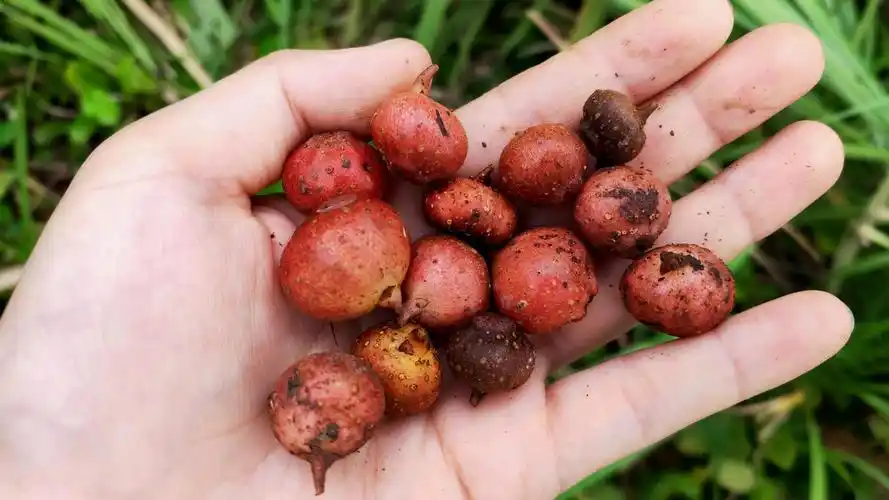 农村常见的一种野果,成熟了会有特殊表现,现在已开始了人工种植