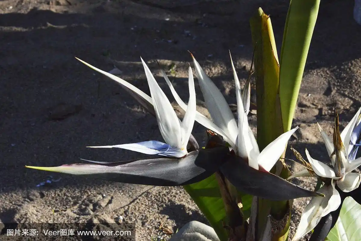 白色的天堂鸟花和一个沙滩的背景