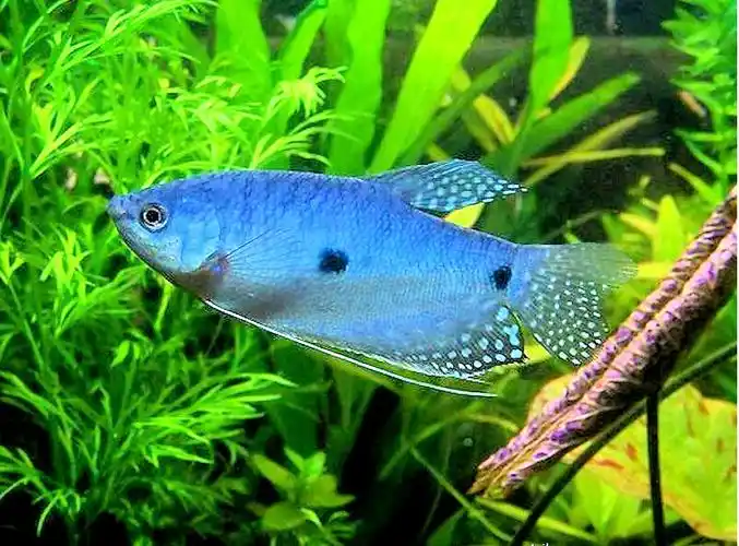 中文名:曼龙鱼 生源地:马来半岛,泰国,印度尼西亚