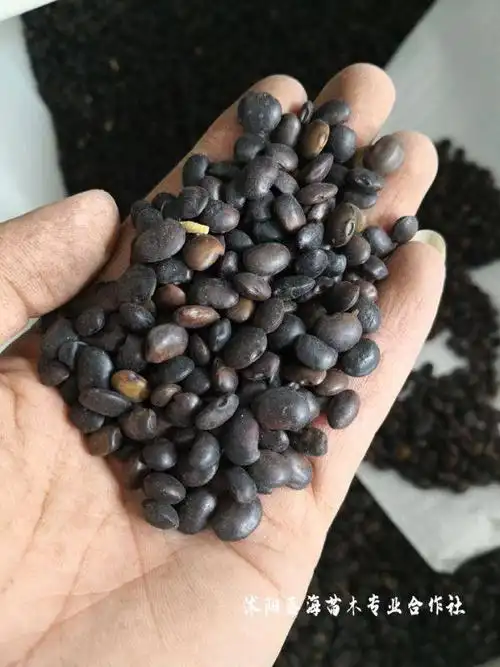 国槐种子怎么播种出芽率更高?