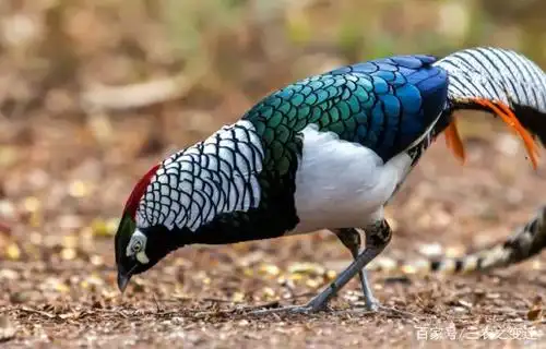 白腹锦鸡比较娇贵,养殖有困难不要慌,从这些细节入手