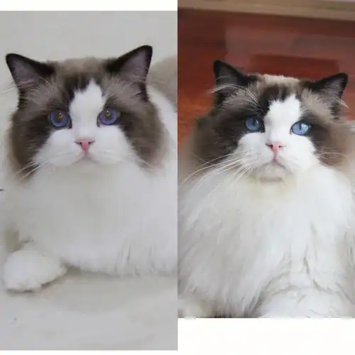 两张图告诉你传统布偶猫的毛发变化