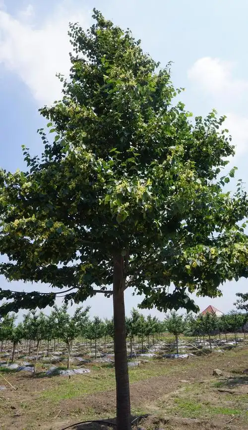 有图有真相椴树为什么会走红