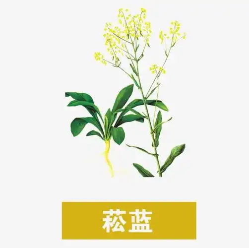 板蓝根究竟是什么植物的根?