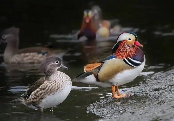彩色,鸳鸯图片_彩色,鸳鸯高清图片_全景视觉