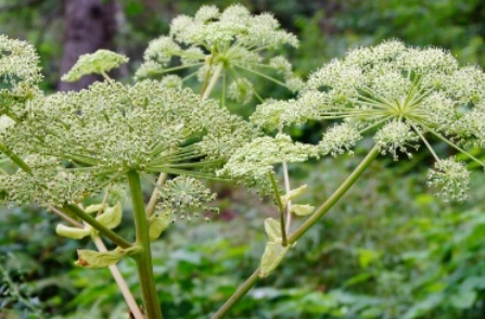 白芷长什么样子?都有哪些形态特征呢?