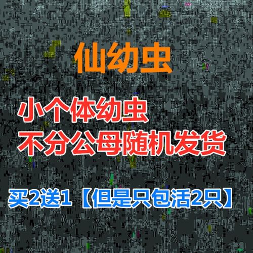 【新虫】独角仙成虫甲虫活体昆虫锹形虫斗虫好养易活宠物独角仙 【仙