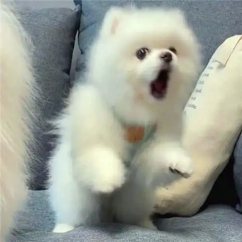 搞笑图片快乐的小狗头像