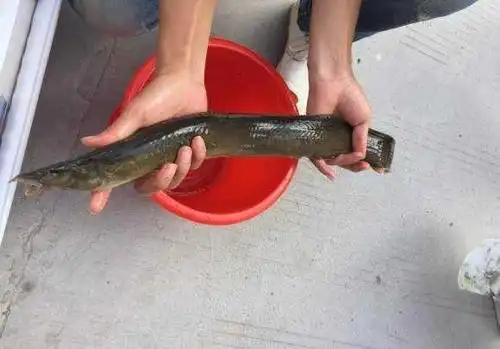 黏液包裹着,表皮没有任何的刺,那么,背上长刺的"泥鳅"究竟是什么鱼呢?