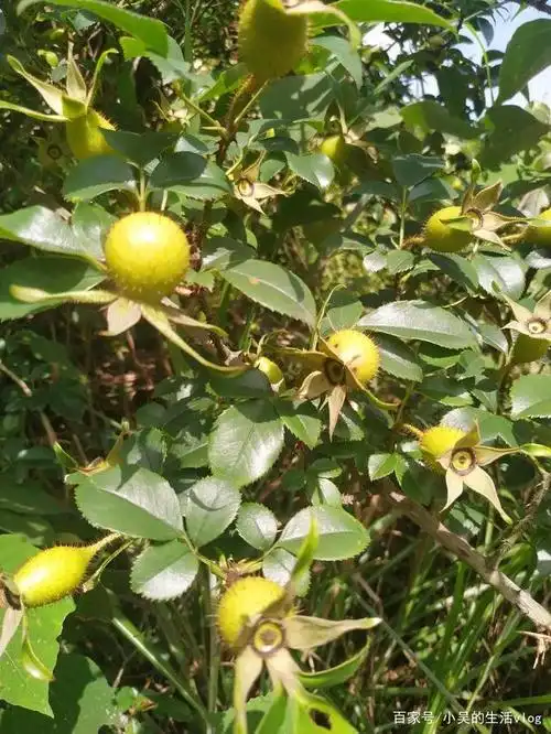 今天大家大家看看,山上比较常见的一些中药材