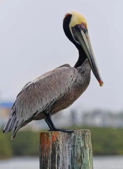 大型凶猛涉禽-灰鹮鹳